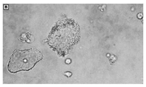 Figura da questão 21 da HCPA 2023